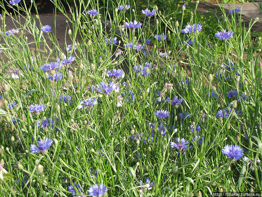 Васильки. Васильки.