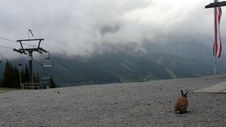Он бесстрашен и никого не боится! И любит медитировать, глядя на родные горы. Рамзау-ам-Дахштайн, Австрия