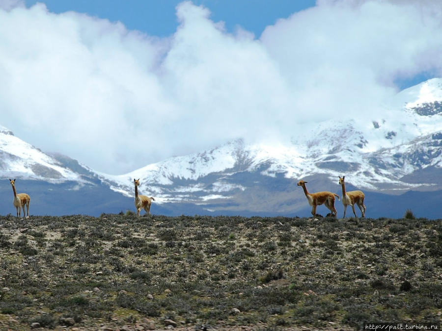 Викуньи на фоне вулкана Регион Куско, Перу Викуньи на фоне вулкана Регион Куско, Перу