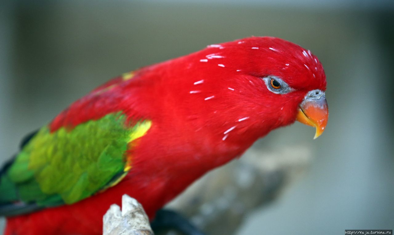 Звериный калейдоскоп. Птицы и маленькие зверки Лима, Перу