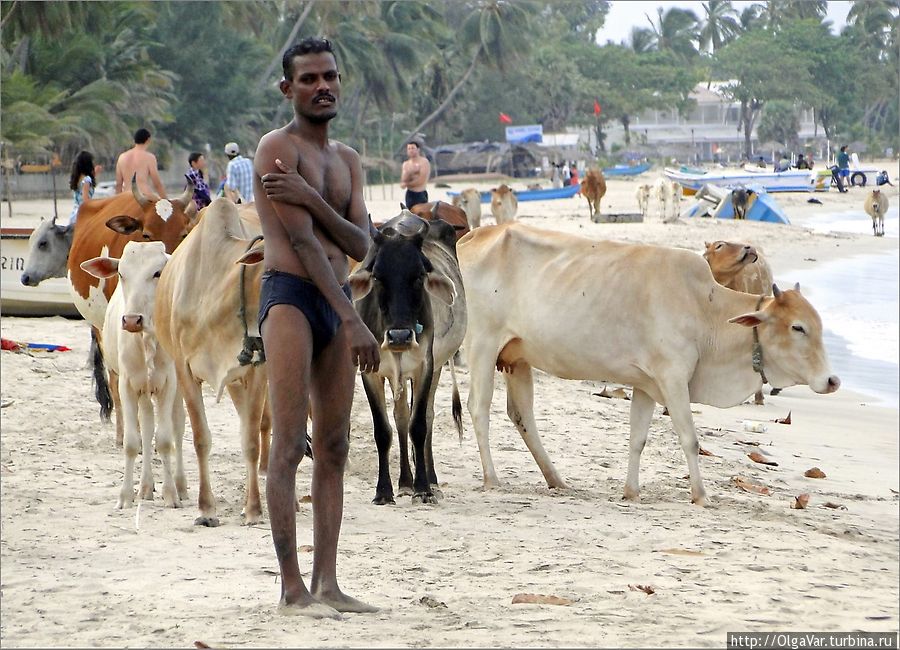 Какой только расцветки коровы не были: и черные, и рыжие, и в крапинку... Тринкомали, Шри-Ланка