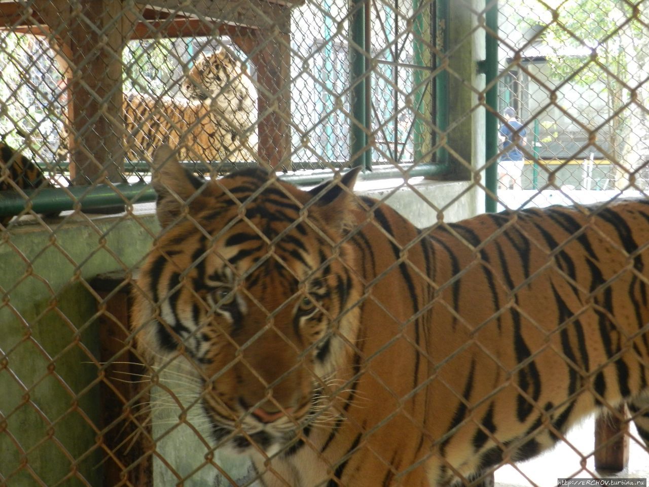 Тигриный зоопарк Кату, Таиланд