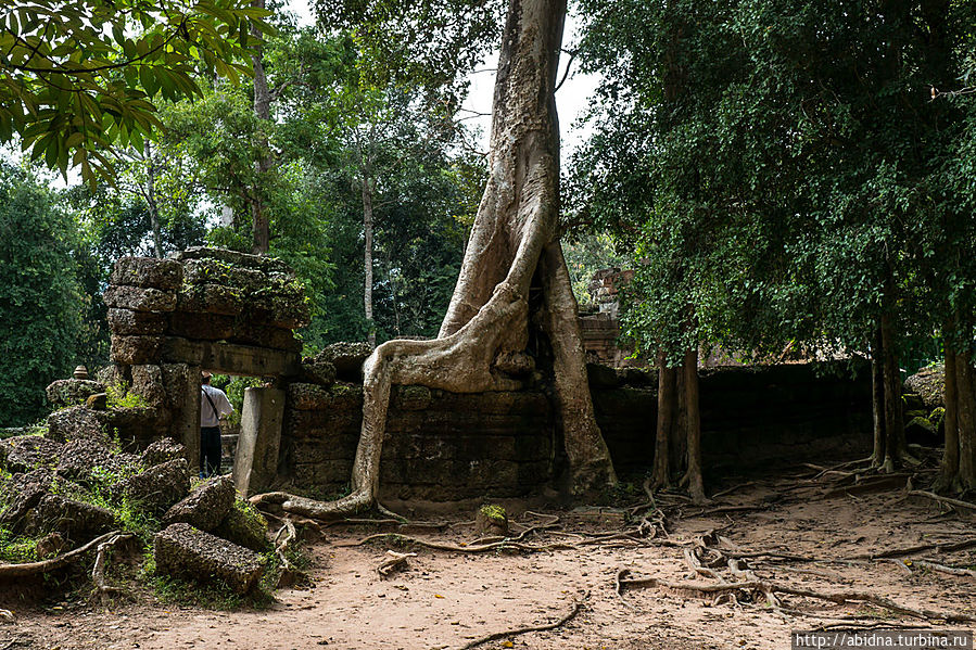 Деревья буквально срослись с руинами храма Ангкор (столица государства кхмеров), Камбоджа