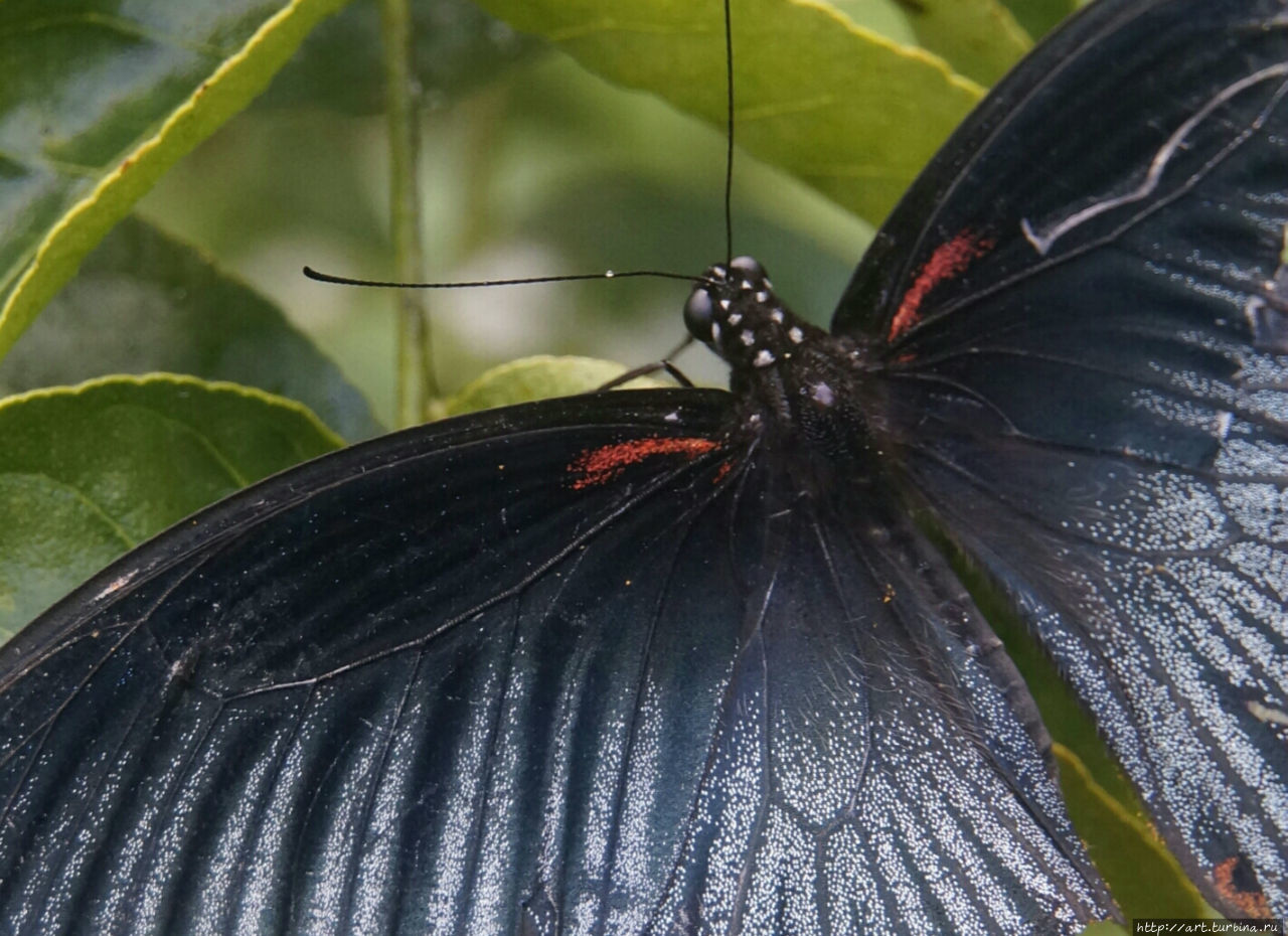 А это — Великий Мармон раскинул свои черные с переливом крылья. О названиях этой и многих других встречающихся здесь бабочек я узнал в саду бабочек, о котором расскажу позже. Каеп, Камбоджа