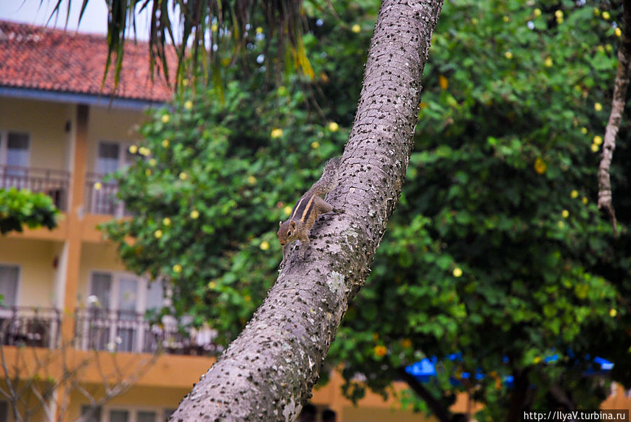 The Palms Берувала, Шри-Ланка