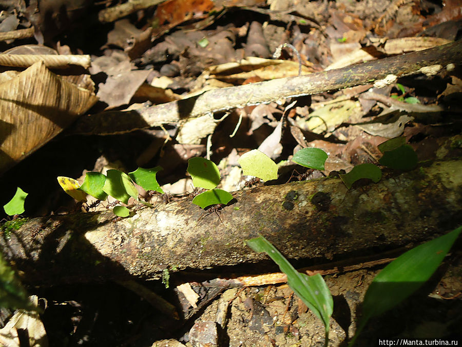 Муравьи-листорезы. Тена, Эквадор