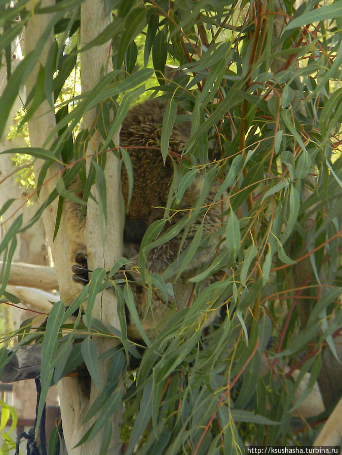 коала, которая прячется в листьях эвкалипта Бейт-Шеан, Израиль