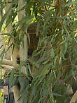 коала, которая прячется в листьях эвкалипта