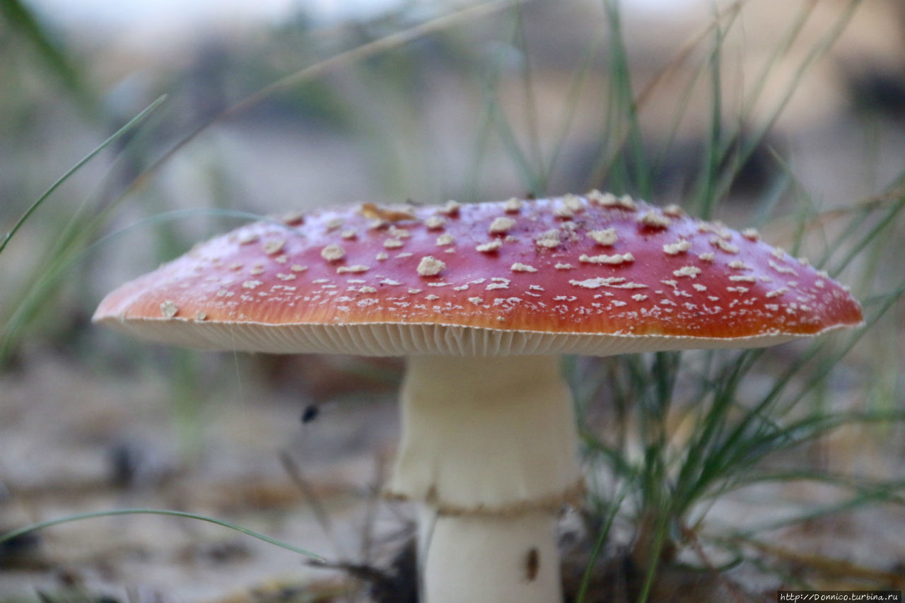 Кто ты, Мухомор? Тудозеро (озеро), Россия Кто ты, Мухомор? Тудозеро (озеро), Россия