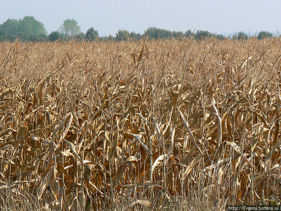 Жара сожгла поля кукурузы, ну и нас, естественно, поджарила Жара сожгла поля кукурузы, ну и нас, естественно, поджарила