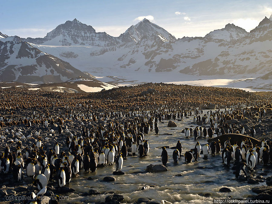 пингвин антон жил очень скромно
стол стул газета патефон
ружьё кровать а над кроватью
руаля амундсена скальп пингвин антон жил очень скромно
стол стул газета патефон
ружьё кровать а над кроватью
руаля амундсена скальп