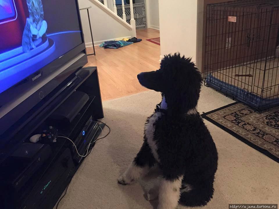 Калифорния — это собачий рай! Калифорния — это собачий рай!