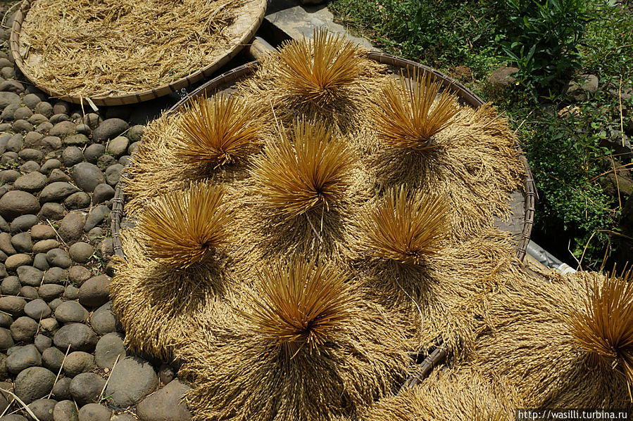 Рисовые связки. Ява, Индонезия
