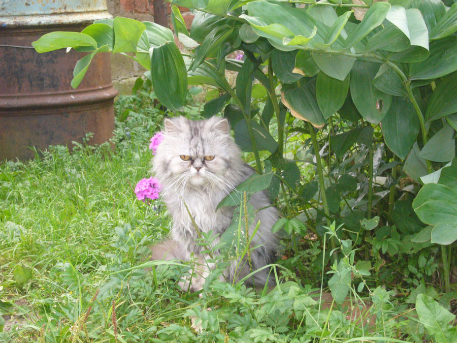Сторожевой кот Кашин, Россия