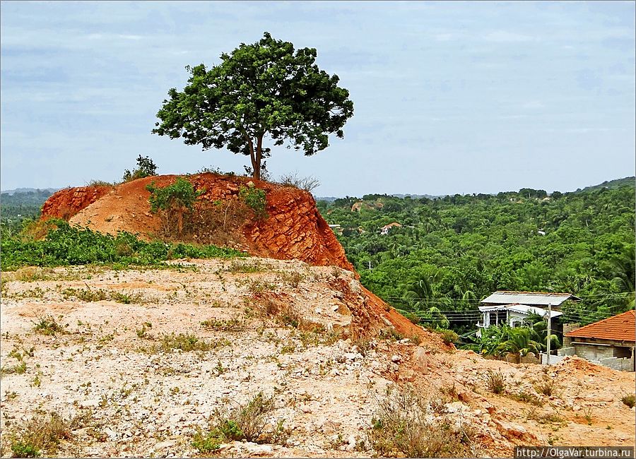 То самое дерево, что укоренилось в самой высокой точке огненного холма Тринкомали, Шри-Ланка