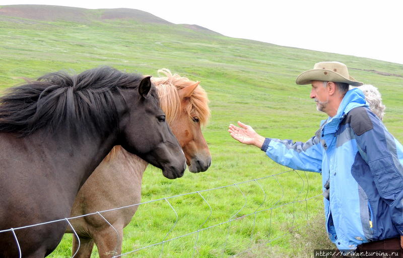 Исландские лошади невысоки и красивы своей гривой Скогар, Исландия
