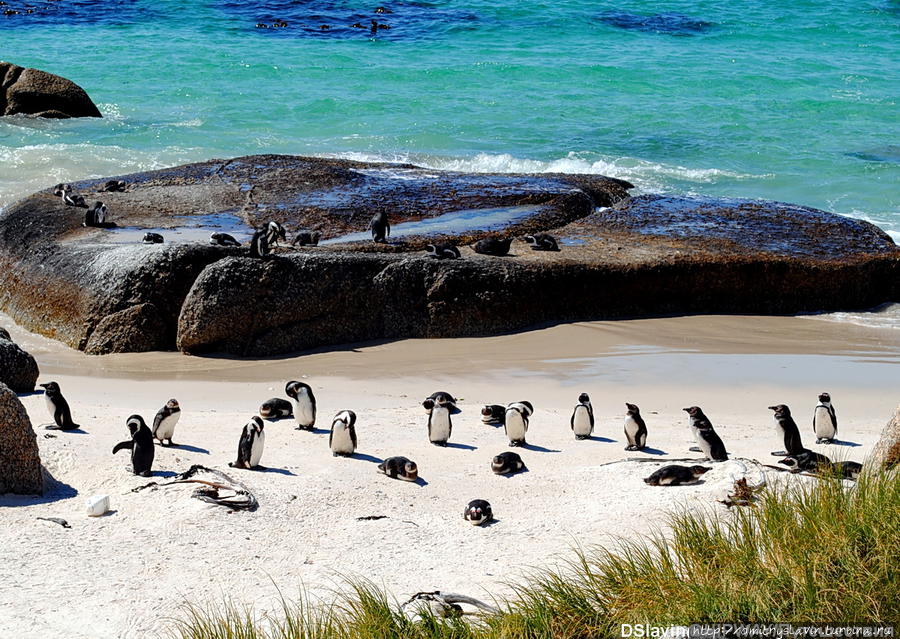 Африканские пингвины на пляжу Боулдерс Кейптаун, ЮАР