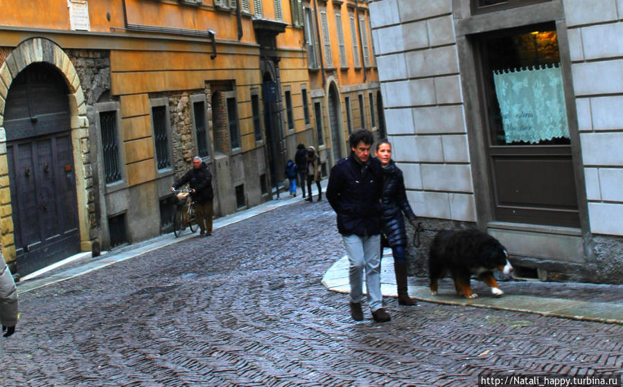 Четвероногие  жители города-музея Бергамо, Италия