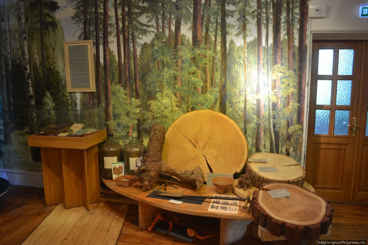 Российский музей леса Москва, Россия