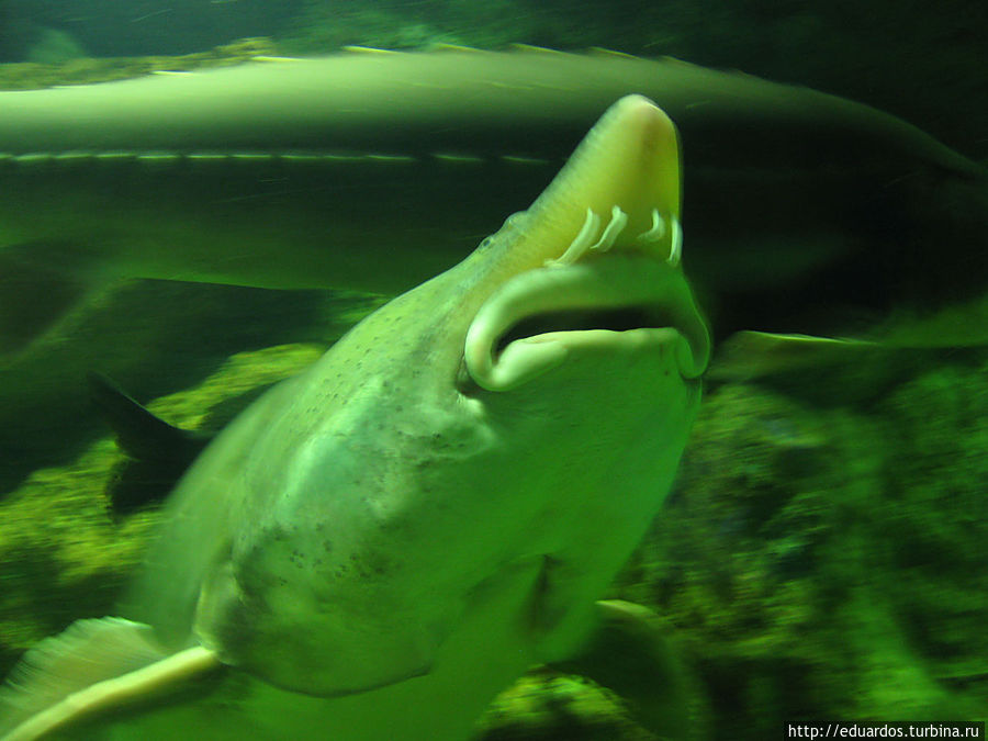 Город моряков и рыбаков, воинской славы и... правого руля))) Владивосток, Россия Город моряков и рыбаков, воинской славы и... правого руля))) Владивосток, Россия