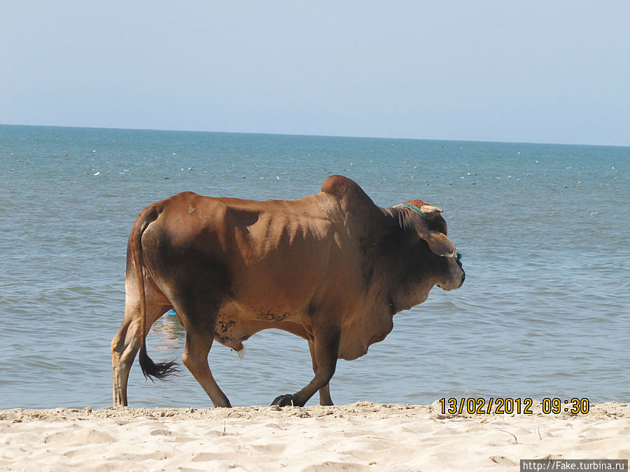 коровы на пляже это норма) немного отличаются от наших) коровы на пляже это норма) немного отличаются от наших)