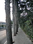 Тротуарная плитка уложена вокруг деревьев