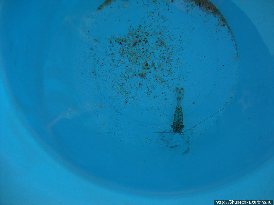 Что скрывает океан: жизнь после отлива Албуфейра, Португалия Что скрывает океан: жизнь после отлива Албуфейра, Португалия