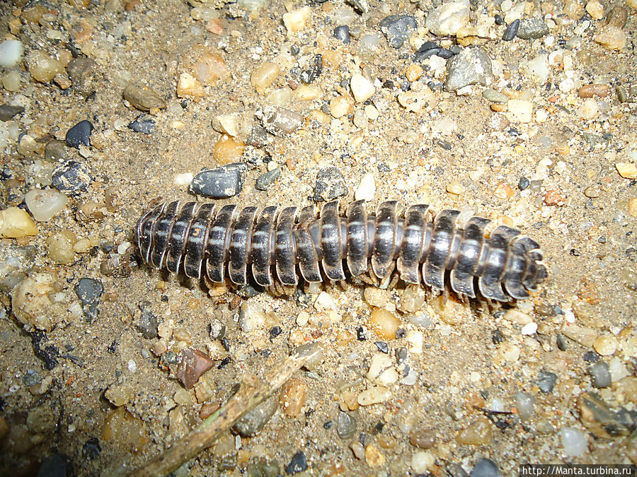 А эта просто так там бегала. А эта просто так там бегала.