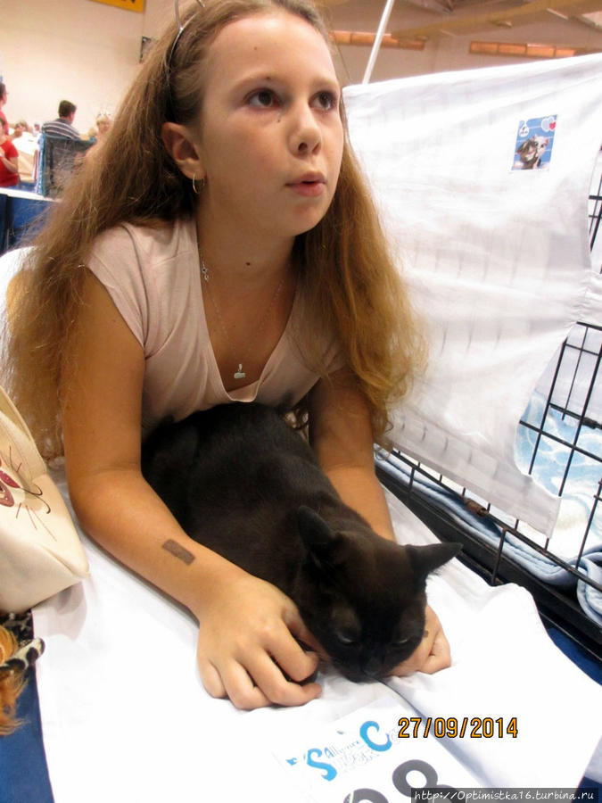 На кошачьей выставке в Хайфе Хайфа, Израиль На кошачьей выставке в Хайфе Хайфа, Израиль