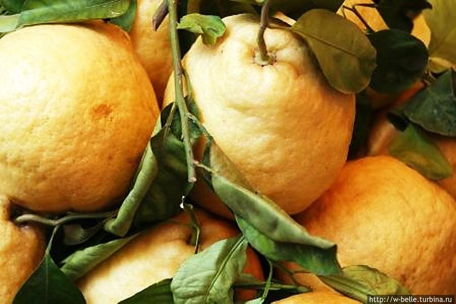 Чедро, крупный сорт. Чедро, крупный сорт.