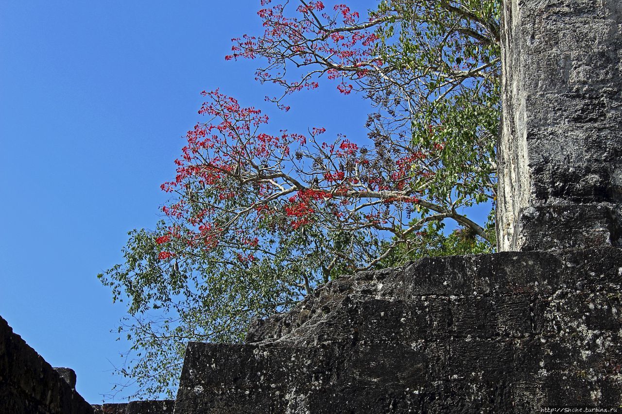 Центральный Акрополь Тикаль Национальный Парк, Гватемала