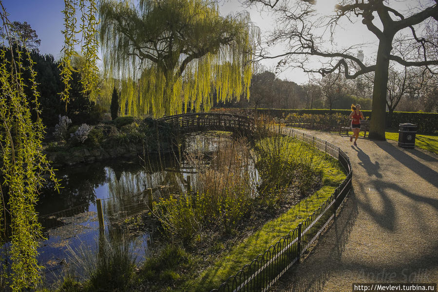 Маленькие обитатели Риджентс-парк Лондон, Великобритания