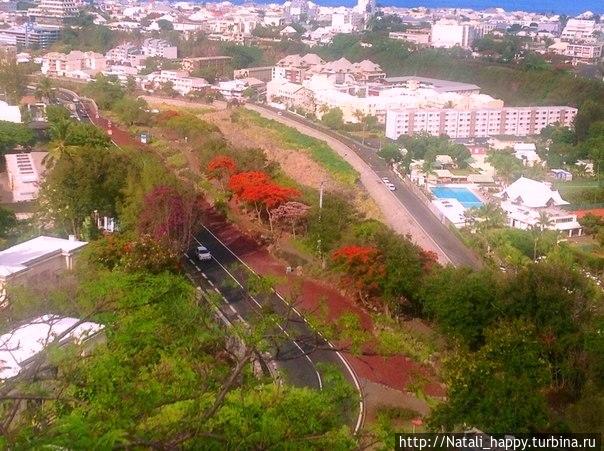 Полыхающие деревья. Реюньон Полыхающие деревья. Реюньон
