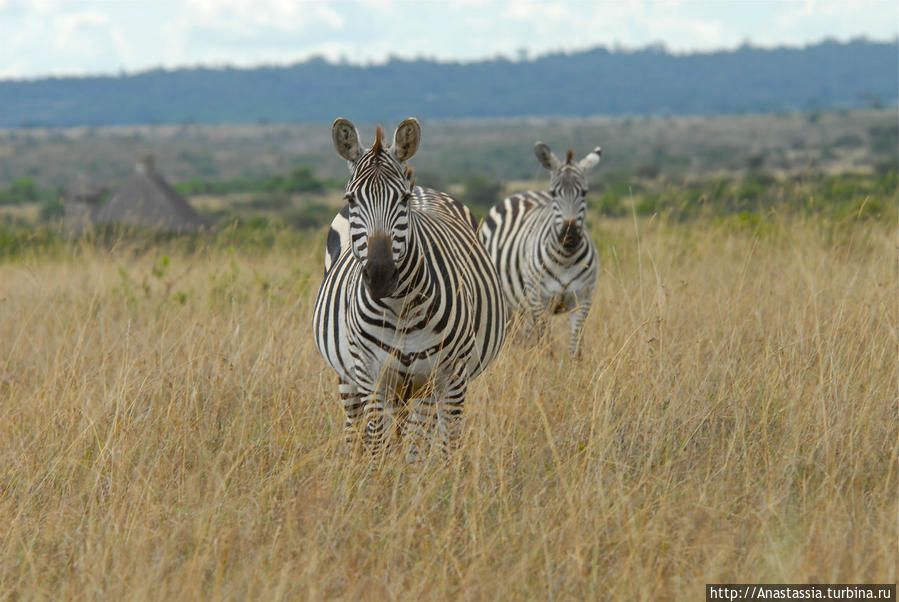 Национальный   парк Найроби Найроби, Кения