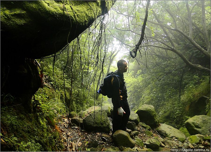 Лесная часть вулкана немного загадочна и мистична Лесная часть вулкана немного загадочна и мистична