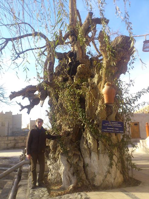Старое тутовое дерево (1477). Самарканд, Узбекистан