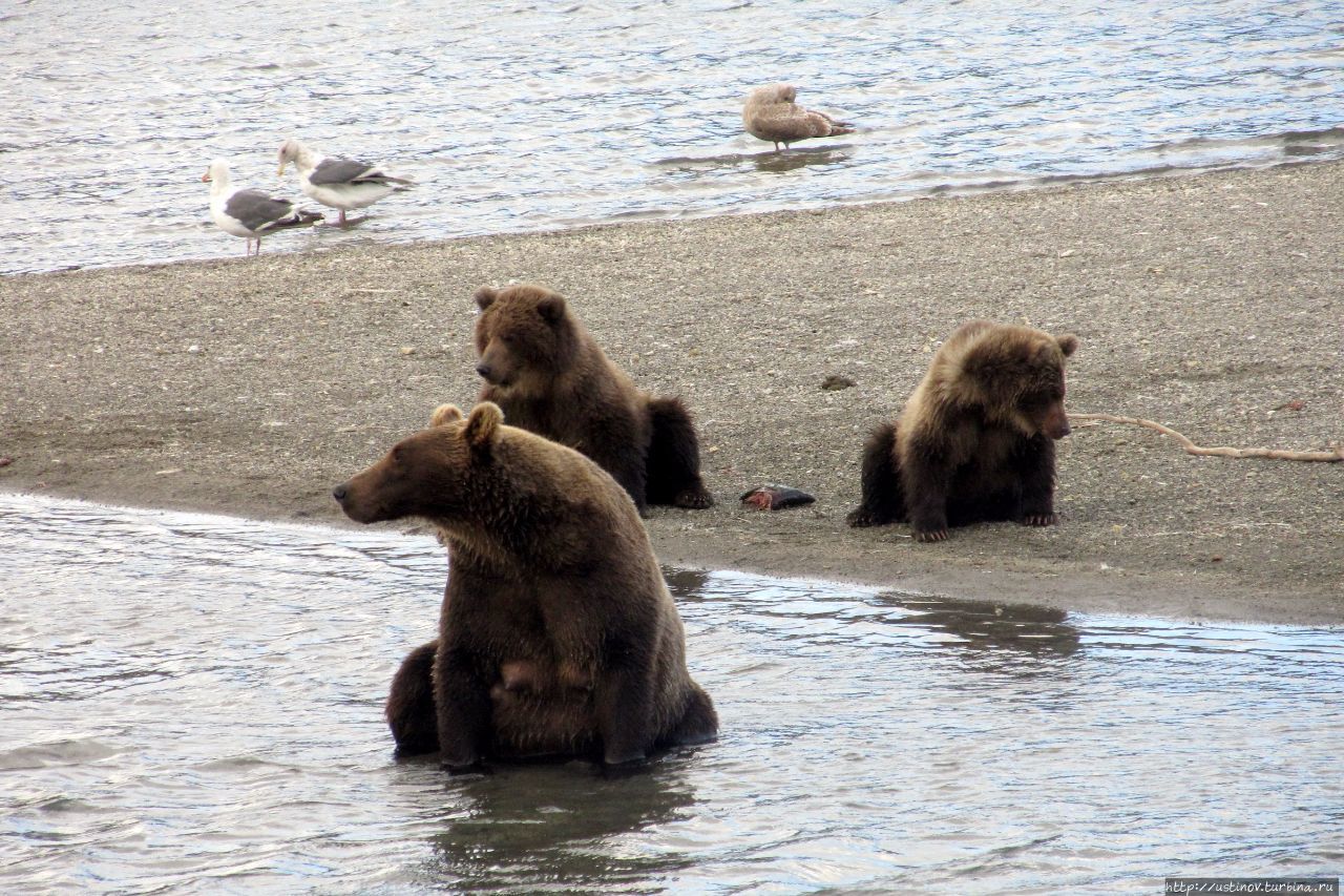Волонтерство на Курильском озере (Внимание! Много медведей!) Петропавловск-Камчатский, Россия