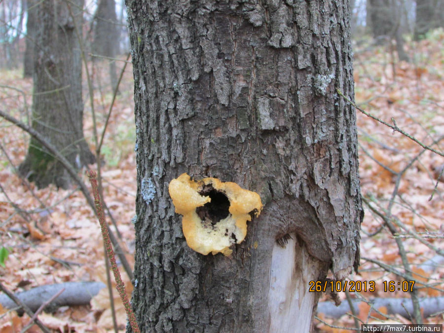 В осеннем лесу Саратов, Россия В осеннем лесу Саратов, Россия