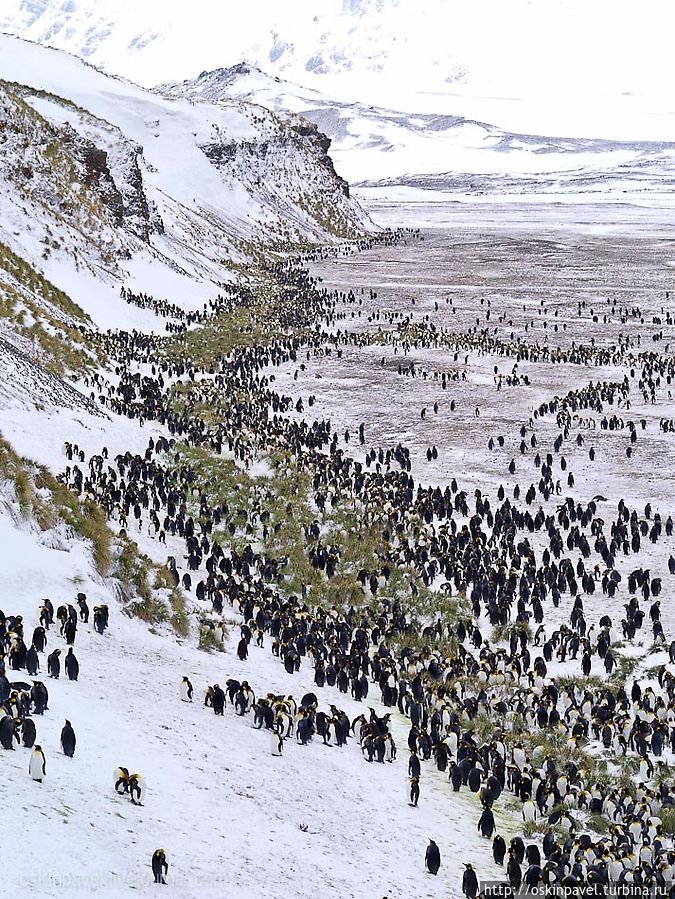 пингвин во внутреннем кармане
хранит тарань на чёрный день
полярника едва ли хватит
чтоб отсидеться до весны пингвин во внутреннем кармане
хранит тарань на чёрный день
полярника едва ли хватит
чтоб отсидеться до весны