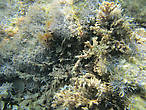 Подводная растительность