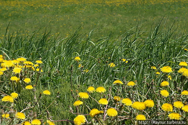 Жизнь вдоль дороги Южно-Сахалинск, Россия Жизнь вдоль дороги Южно-Сахалинск, Россия