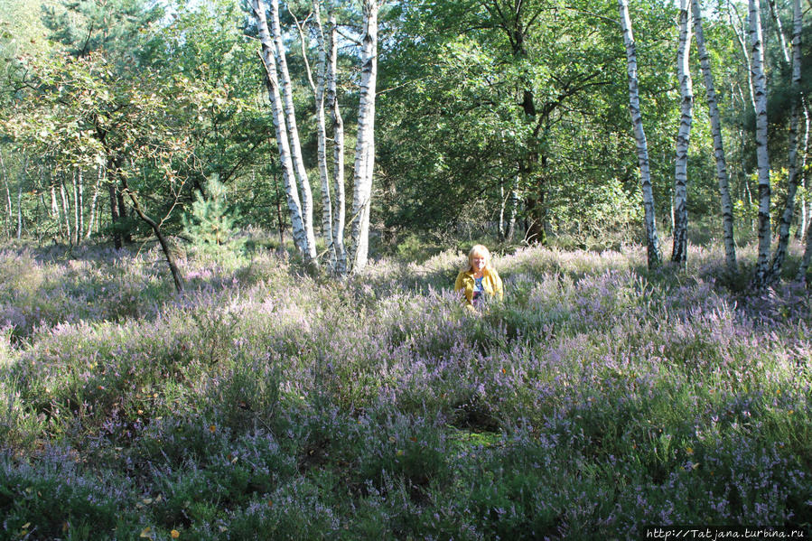 Началась грибная пора Маасмехелен, Бельгия Началась грибная пора Маасмехелен, Бельгия