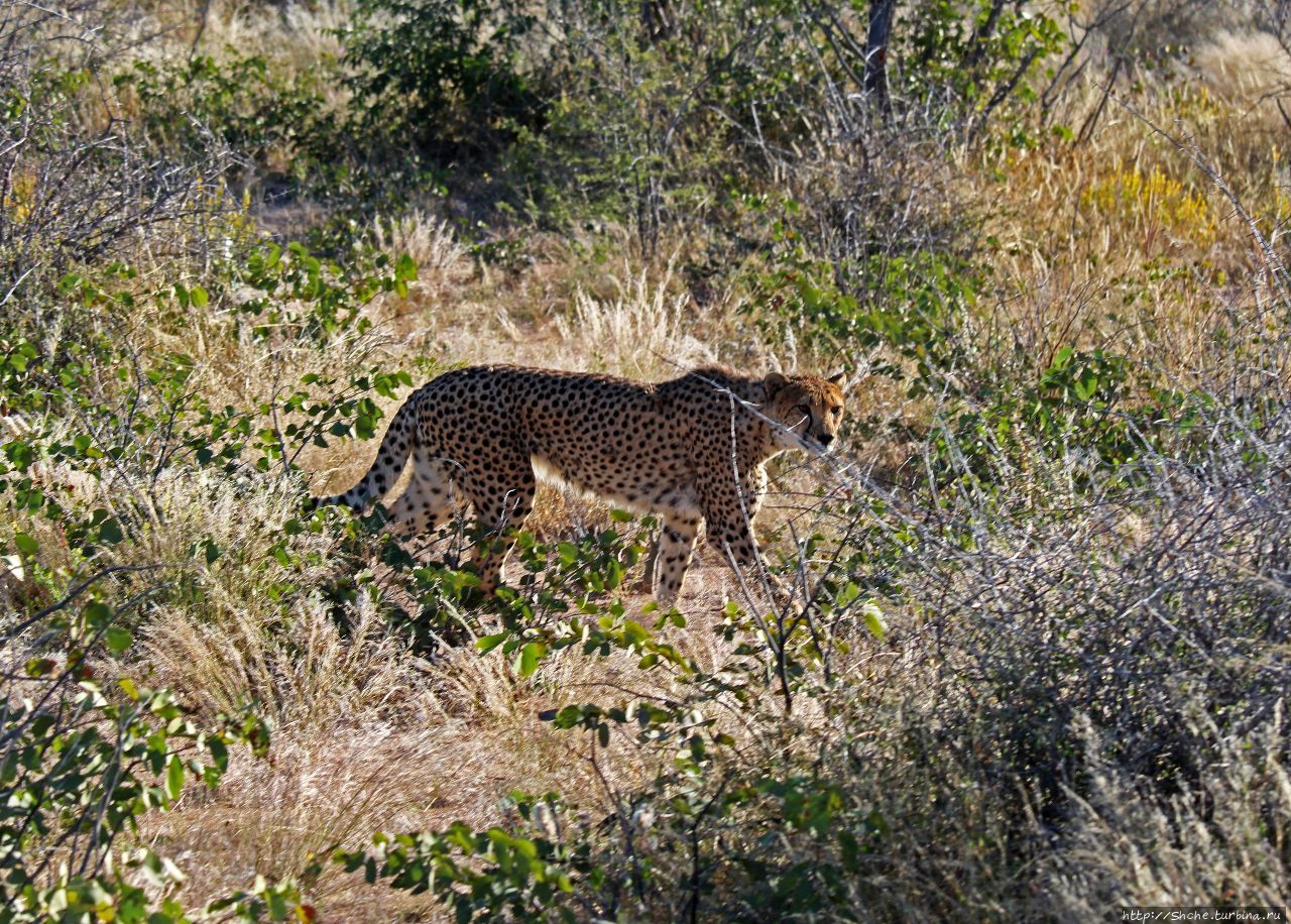 Парк гепардов Оджитотонгве Каманжаб, Намибия Парк гепардов Оджитотонгве Каманжаб, Намибия