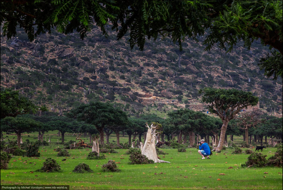 Туристов, кроме нас не было, вокруг ни души. И только вездесущие козы, бродили среди деревьев в поисках травы. Остров Сокотра, Йемен