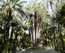 Императорская пальма — названа в честь посетившей сад в 1894 г. Елизаветы Австрийской