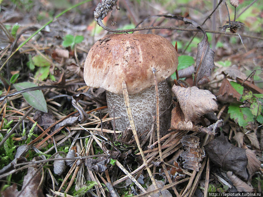 За грибами в горы Торос Алания, Турция