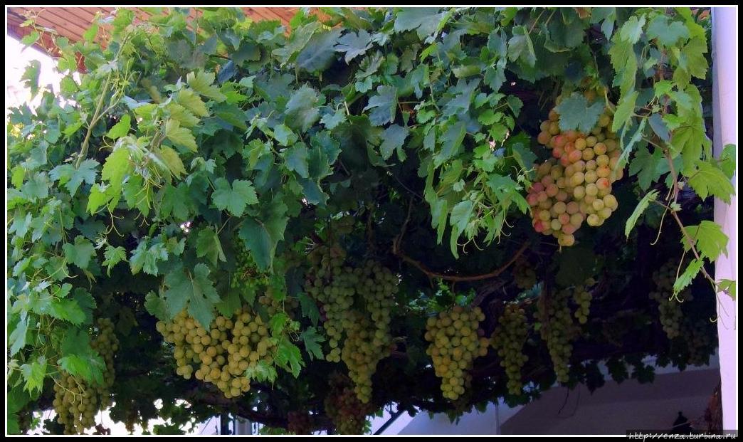 На Кипр за вином Кипр На Кипр за вином Кипр