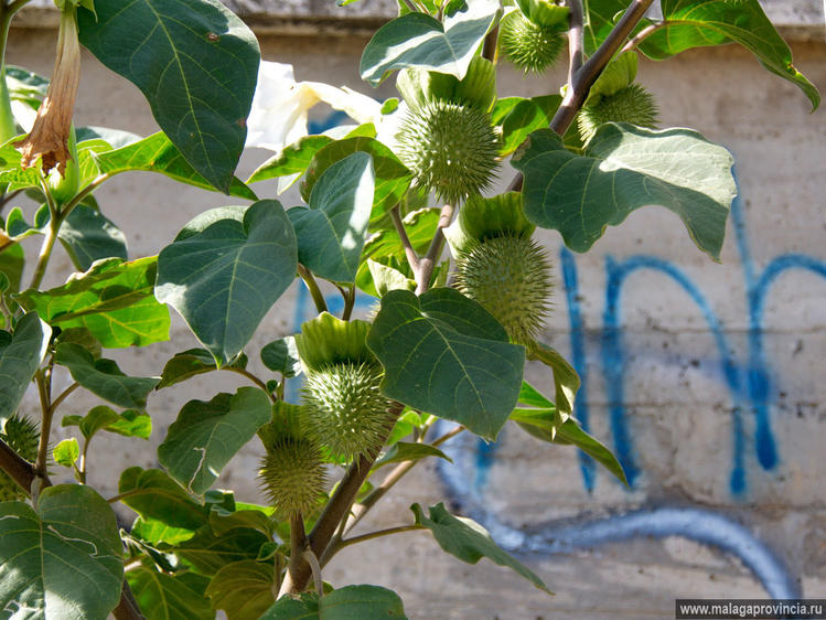 Datura Inoxia