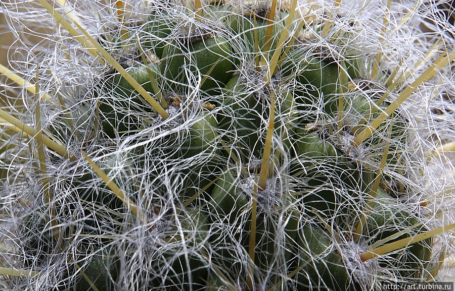 Шикарная борода у старичка. Шикарная борода у старичка.