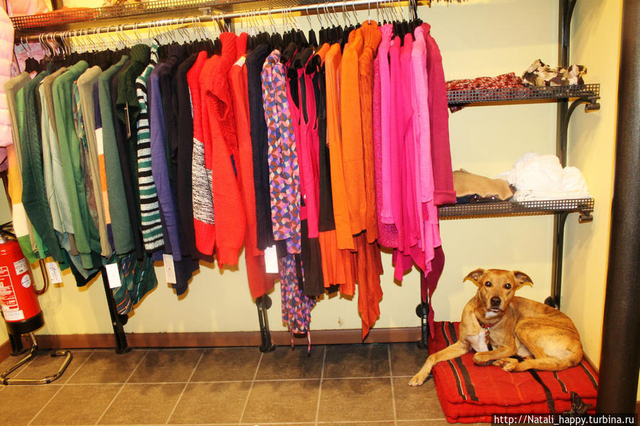 Четвероногие жители города-музея Бергамо, Италия Четвероногие жители города-музея Бергамо, Италия